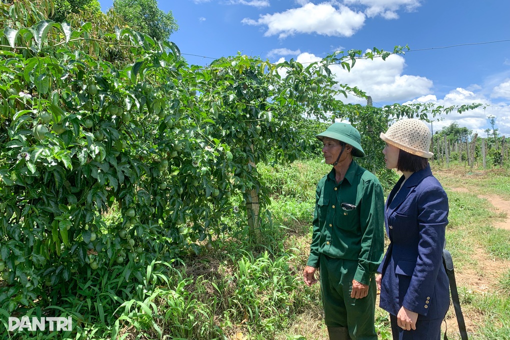 Người phụ nữ trồng và đưa chanh dây ra thế giới, thu tiền tỷ mỗi năm - 3