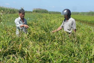 Bán 3 ký gừng chưa mua nổi tô bún