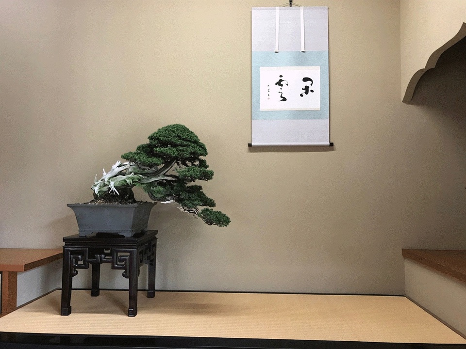 Nơi thỏa niềm đam mê của những người yêu bonsai - 5 Nơi thỏa niềm đam mê của những người yêu bonsai - 5
