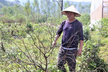 Thủ phủ đào phai chết khô sau mưa bão, người dân lo mất Tết