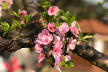 Khát vọng mùa Xuân!