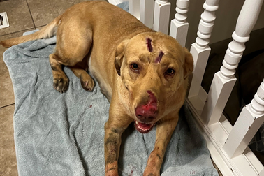 Chó dũng cảm cứu gia đình chủ nhân khỏi báo sư tử