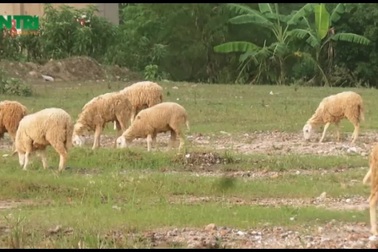 Hà Nôi: Kiếm trăm triệu mỗi năm nhờ chăn cừu ở chân cầu Vĩnh Tuy