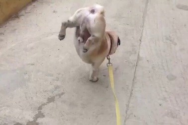 Chú chó có kiểu đi vệ sinh cực “bá đạo”