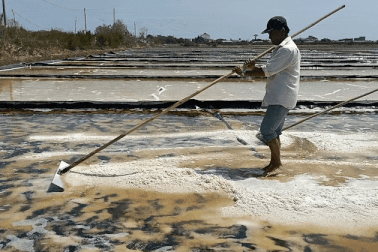 Nghề làm muối: "Đang nắng ngon, lỡ mưa một cái xách giỏ về nhà luôn"