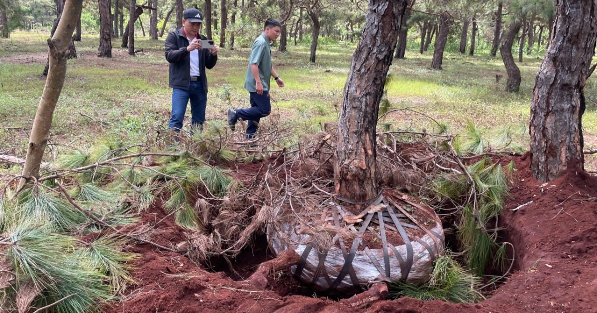 Tỉnh Gia Lai chỉ đạo siết chặt bảo vệ “báu vật xanh” trước nạn đào trộm