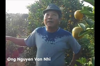 Người trồng quất ở Hội An chia sẻ với PV