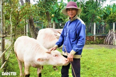 Lạ mắt với đàn trâu trắng muốt, mang lại cơ nghiệp sung túc cho chủ nuôi