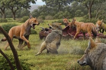 Video: Sói khổng lồ tuyệt chủng từ 12.500 năm trước được hồi sinh