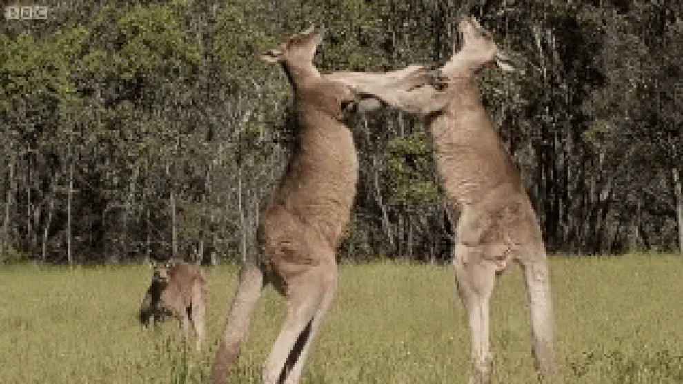 Vũ khí bí mật của kangaroo thực ra không phải là đấm bốc - 2 Vũ khí bí mật của kangaroo thực ra không phải là đấm bốc - 2