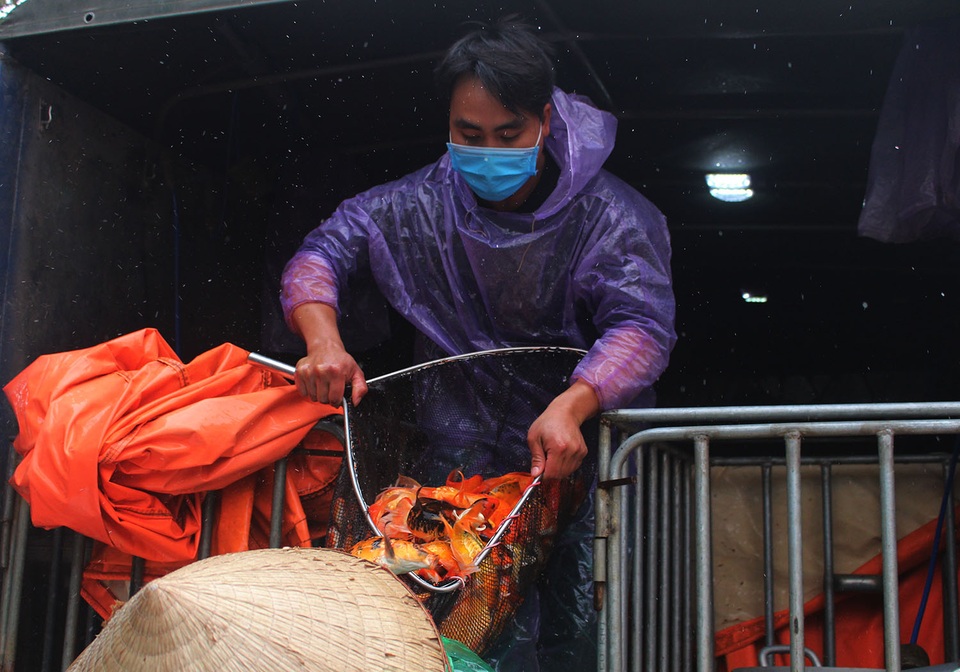 Hà Nội: Cá chép tiễn ông Công ông Táo cháy hàng, giá tăng phi mã - 4 Hà Nội: Cá chép tiễn ông Công ông Táo cháy hàng, giá tăng phi mã - 4