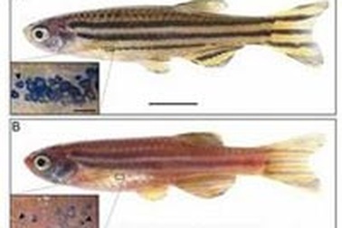 Phát hiện gen qui định màu da, mắt và tóc 