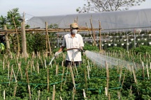Dịch bệnh và giá phân bón tăng nhanh, người trồng hoa Tết "nơm nớp"