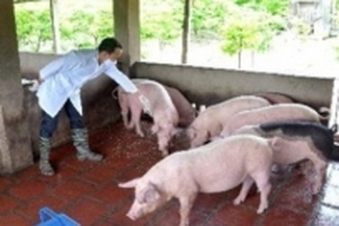 Công bố hết dịch tai xanh ở lợn