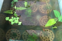 Hết lá bàng, dân chơi lại "săn lùng" mua than tổ ong đã qua sử dụng