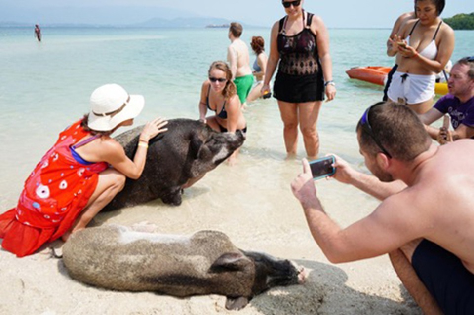 Lợn rừng “minh tinh”: Điểm nhấn trên bãi biển Koh Samui - 5 Lợn rừng “minh tinh”: Điểm nhấn trên bãi biển Koh Samui - 5