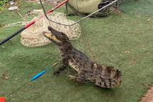 Cần thủ bắt được cá sấu dài gần 1m ở hồ câu Hà Nội gây sốt mạng