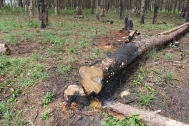 Thanh tra doanh nghiệp của nhà nguyên lãnh đạo công an tỉnh vụ bán đất rừng