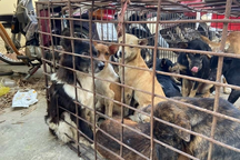 Phá đường dây trộm khoảng 1.000 con chó, mèo ở Bình Thuận