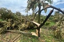 Vườn "cây tỷ đô" của một hộ dân tan hoang sau trận mưa đá