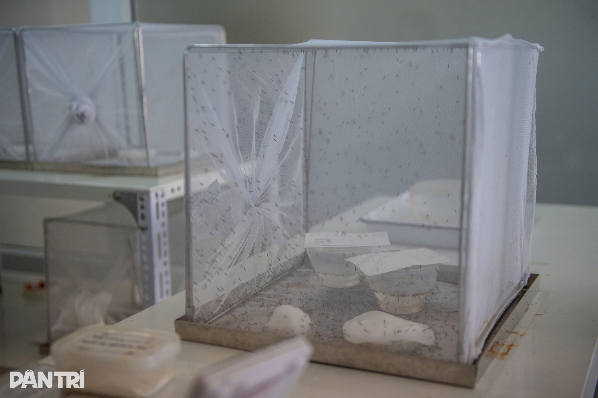 ហាណូយ៖ ចូលកន្លែងចិញ្ចឹមមូសរាប់ពាន់ក្បាល ដើម្បីរកអាវុធការពារជំងឺគ្រុនឈាម - 13 Hà Nội: Vào nơi nuôi hàng nghìn con muỗi tìm vũ khí chặn sốt xuất huyết - 13