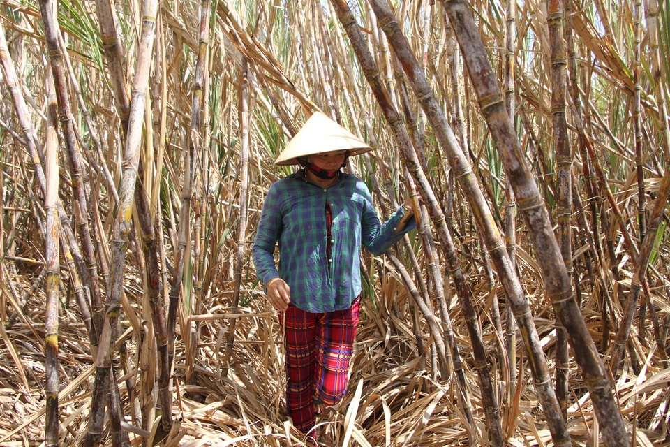 Người dân ở “cù lao mía” đứng trước nguy cơ mất trắng, lỗ trăm triệu - 1 Người dân ở “cù lao mía” đứng trước nguy cơ mất trắng, lỗ trăm triệu - 1