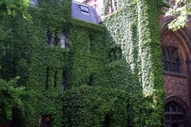 Cây thường xuân được nghiên cứu ứng dụng vào quân sự và y tế