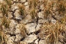 Ruộng đồng chết khô, miền Tây quay quắt trong cơn hạn, mặn