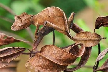 Thán phục trước khả năng ngụy trang của những loài động vật