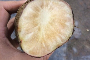 Bất ngờ củ sâm 2 kg rẻ như khoai: Nấu canh xương cả nhà tẩm bổ