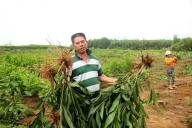 Cán bộ nhổ hàng nghìn cây keo của dân, chính quyền nói... "nhổ nhầm"