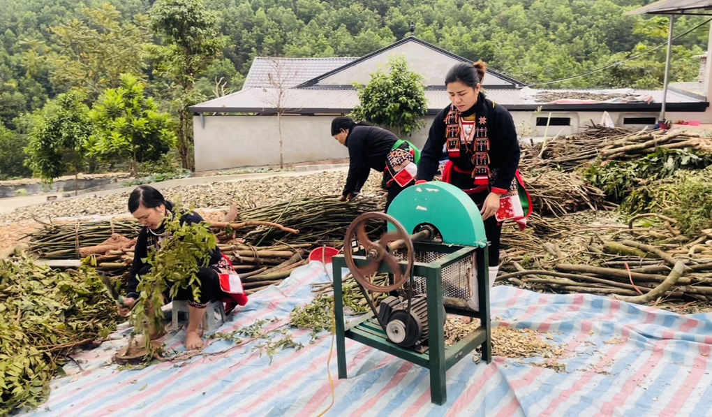 Thảo Dược Triệu Minh và kỳ vọng bảo tồn di sản y học cổ truyền người Dao - 1 Thảo Dược Triệu Minh và kỳ vọng bảo tồn di sản y học cổ truyền người Dao - 1