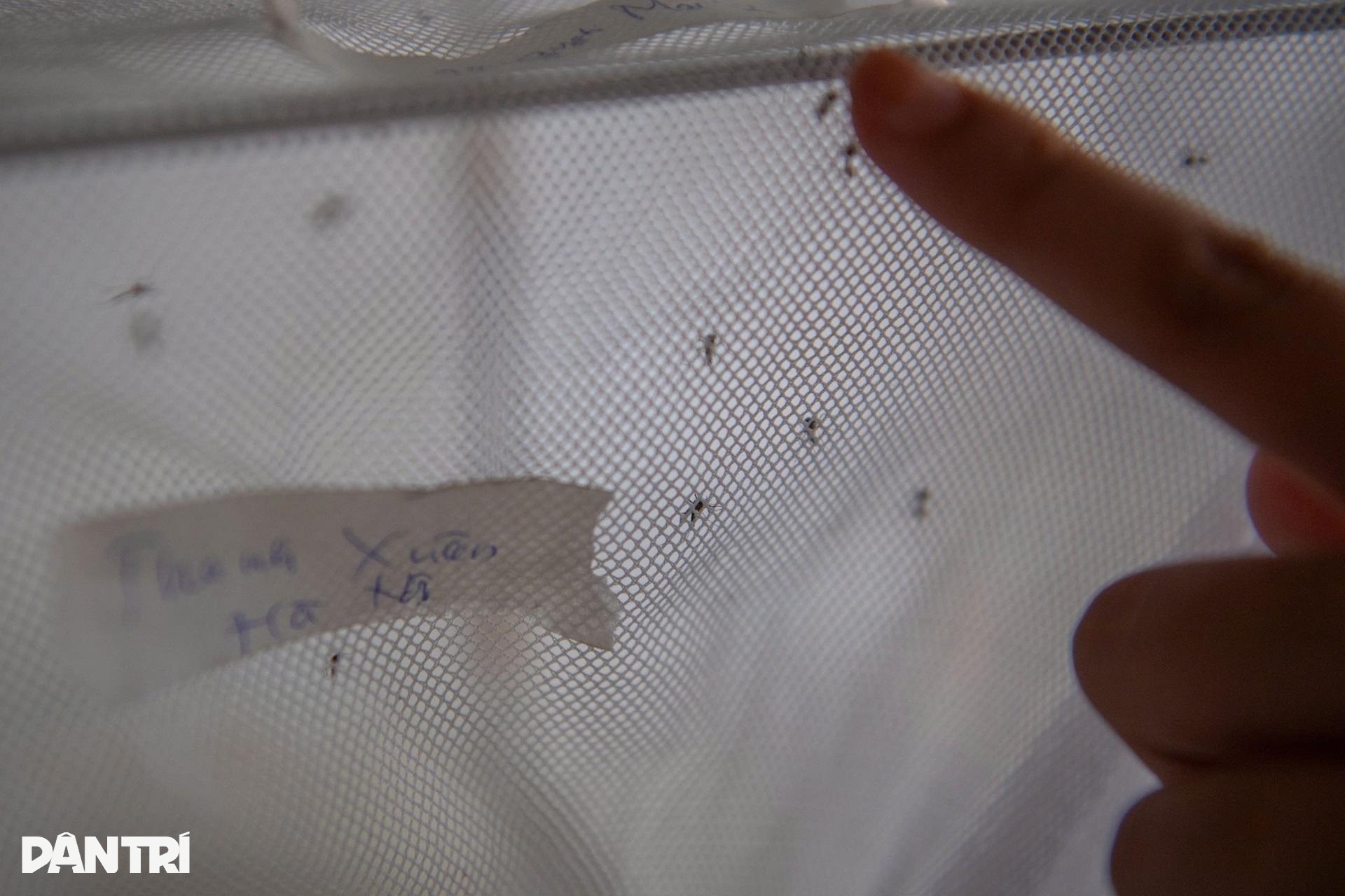 ហាណូយ៖ ចូលដល់កន្លែងចិញ្ចឹមមូសរាប់ពាន់ដើម្បីរកអាវុធការពារជំងឺគ្រុនឈាម - 9 Hà Nội: Vào nơi nuôi hàng nghìn con muỗi tìm vũ khí chặn sốt xuất huyết - 9