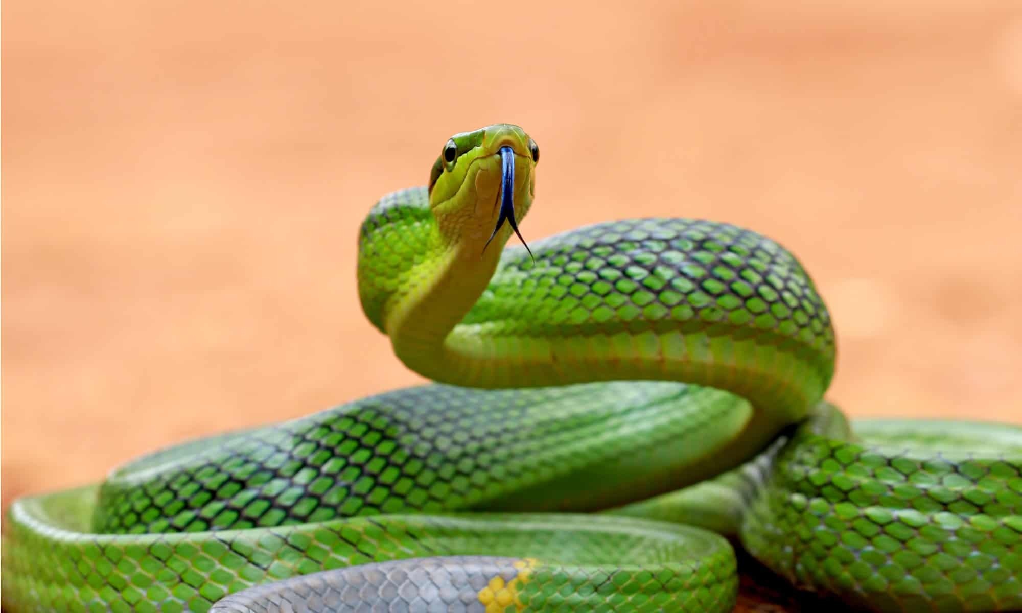 Loài rắn mang tên gọi đáng sợ và giống hệt rắn độc nhưng vô hại