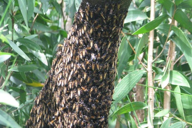 Hơn 1.458 tỷ đồng phát triển du lịch sinh thái Vườn Quốc gia U Minh Hạ