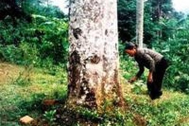 Phát hiện cây chè khổng lồ ở Lạng Sơn