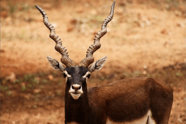 Khoảnh khắc hiếm gặp: Hàng trăm con linh dương lao qua đường