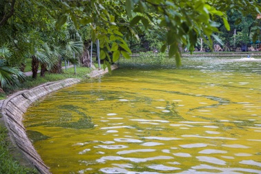 Người Hà Nội ngỡ ngàng khi mặt nước hồ Bách Thảo đột ngột chuyển vàng ruộm