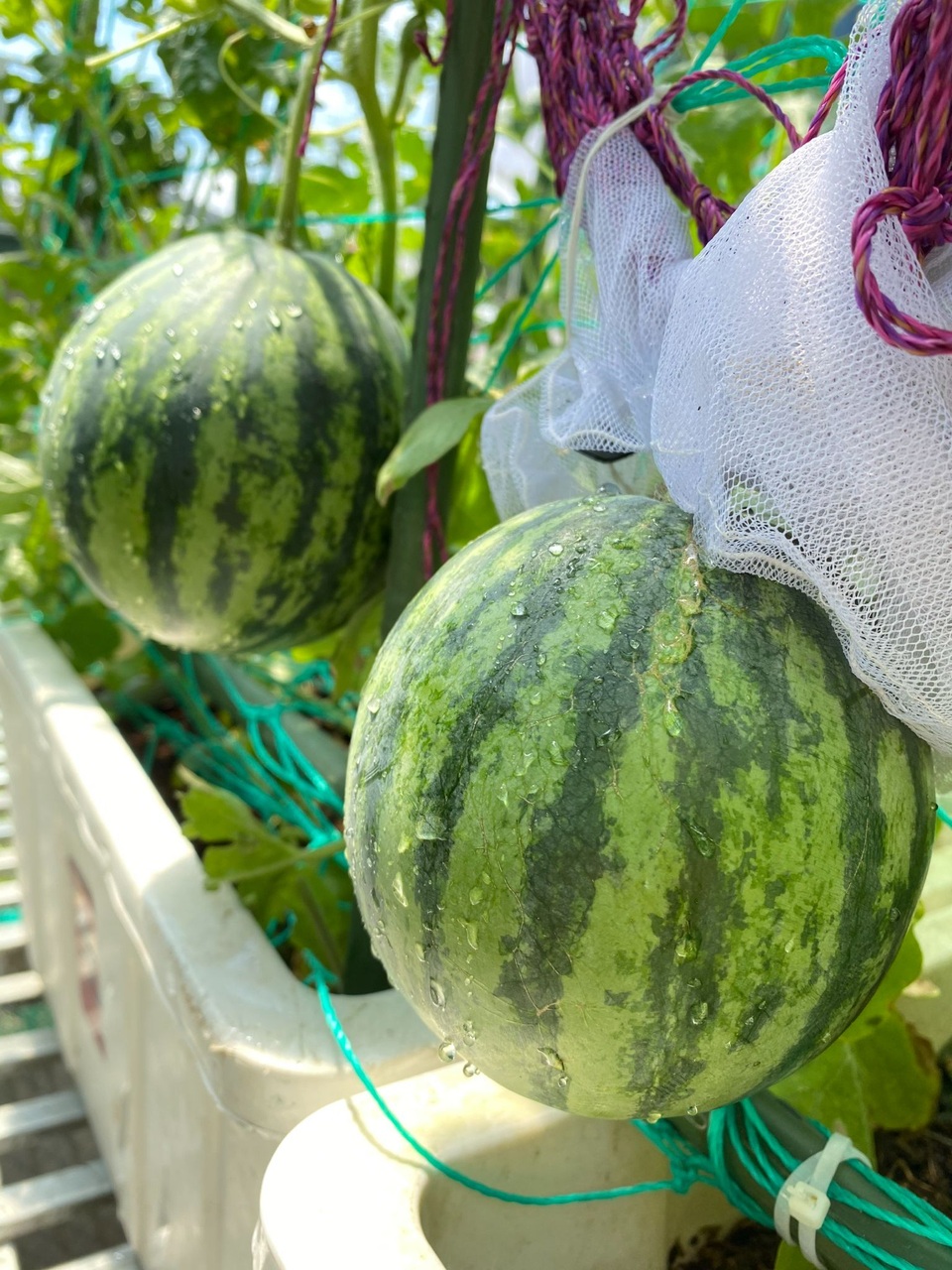 Vườn toàn rau, trái lạ, thu hoạch mỏi tay của người phụ nữ ở Quảng Nam - 9