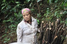 Voi rừng tấn công người và giết hại trâu, bò tại Sơn La