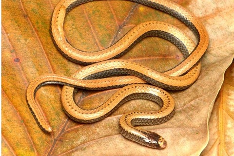 Cận cảnh loài rắn mới chỉ phân bố tại Việt Nam