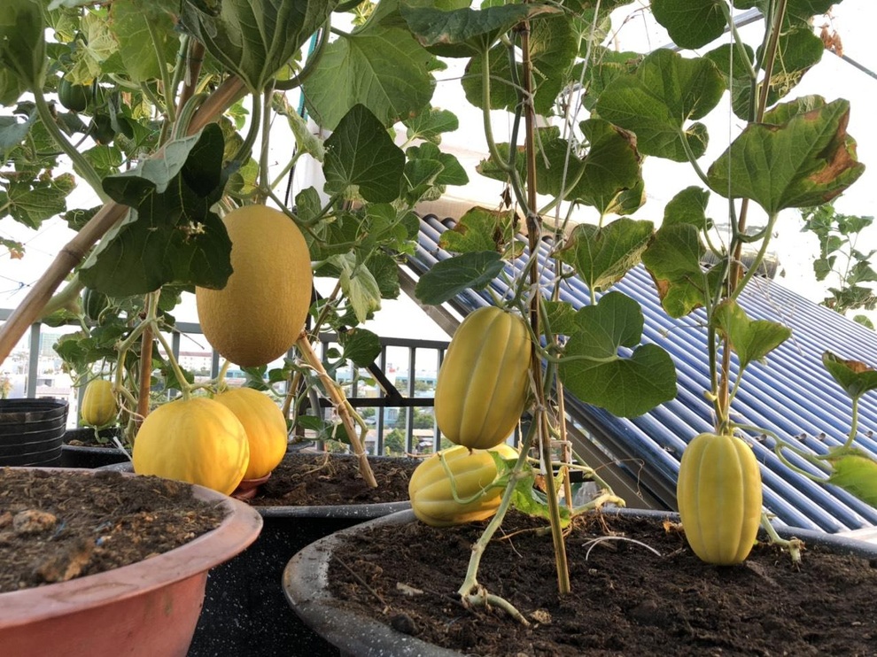 Cặm cụi vác đất lên tầng 5, mẹ đảm Đà Nẵng có vườn rau trái 100m2 - 4