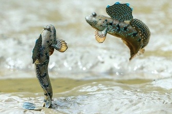 Loài cá mất hàng triệu năm để tiến hoá, lên cạn lại thành mồi nhậu