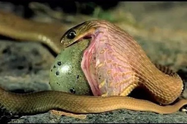 Những loài bò sát kỳ lạ bậc nhất hành tinh!