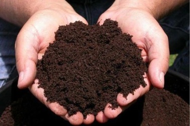 Lý do phân trùn quế là lựa chọn số một của những "nhà nông sân thượng"