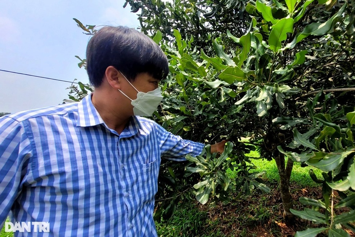 Nín thở sau gần 10 năm trồng loại cây tỷ đô - 3 Nín thở sau gần 10 năm trồng loại cây tỷ đô - 3