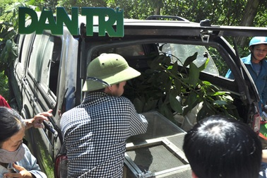 Đưa con trăn “ăn vạ” tại Hà Tĩnh ra Hà Nội