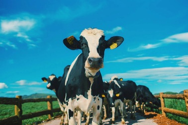 Ngành sữa Việt và đàn bò nhiều nước từng phải qua "dòm ngó"