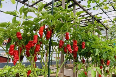 Mẹ đảm Sơn La chia sẻ bí quyết làm vườn sân thượng bội thu, đẹp như tranh