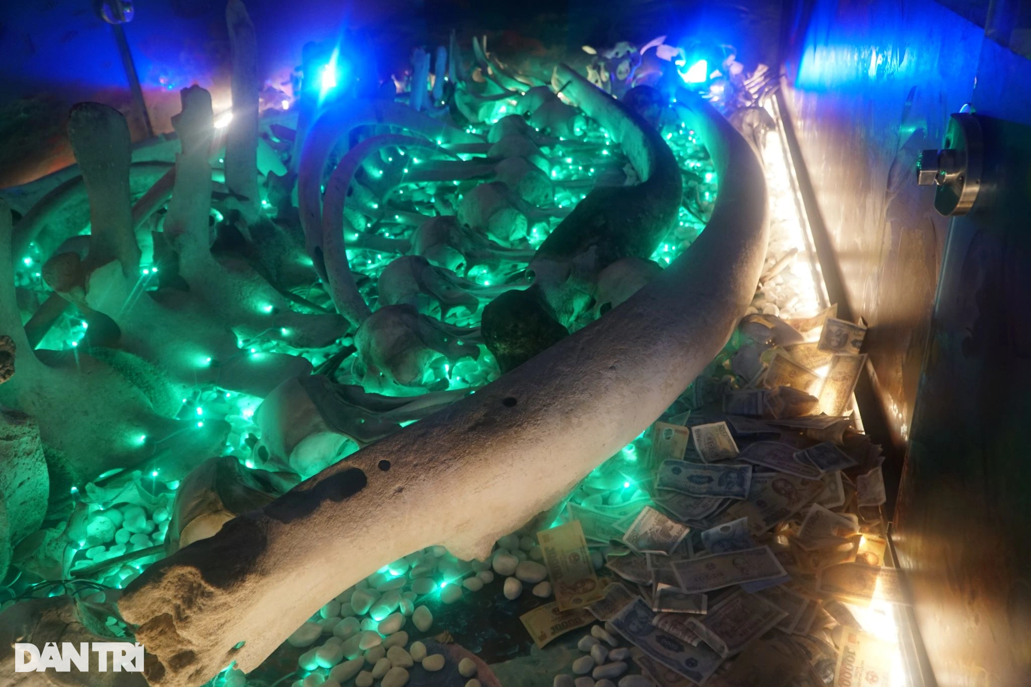 View - Du khách rải tiền lẻ vào bộ xương cá voi ở ngôi chùa thiêng nơi cửa biển | Báo Dân trí
